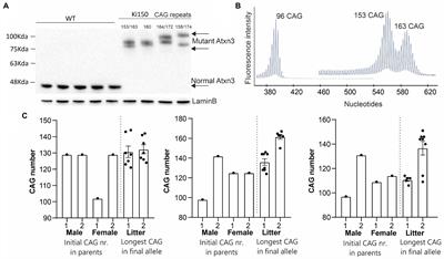 Impaired interactions of ataxin-3 with protein complexes reveals their specific structure and functions in SCA3 Ki150 model